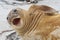 Elephant Seal - Falkland Islands