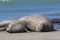 Elephant seal family, Peninsula Valdes,