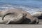 Elephant seal family, Peninsula Valdes,