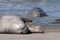 Elephant seal family, Peninsula Valdes,