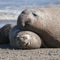 Elephant seal family, Peninsula Valdes,