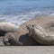 Elephant seal family, Peninsula Valdes, Patagonia,