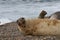 Elephant Seal female