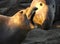 Elephant Seal Female Calling In Front Of Male