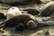 Elephant seal female comunicating to a small pup on a sandy beach