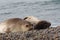 Elephant Seal females