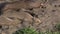 Elephant Seal Females and Calf