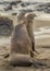 Elephant Seal Fights off Rival Male