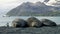 Elephant Seal in Grytviken on South Georgia Island-001