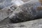 Elephant seal, Hannah Point,