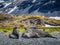 Elephant seal with his mate rest in the sunshine on beach in South Georgi