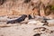 Elephant seal laying on Ano nuevo state park beach