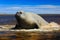 Elephant seal lying in water pond, sea and dark blue sky, animal in the nature coast habitat, Falkland Islands. Elephant seal in