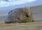 Elephant seal, male adult beachmaster, big sur, california