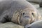 elephant seal, male adult beachmaster close up, big sur, california