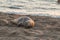 Elephant Seal Male on the Beach