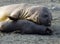 Elephant seal mating and courtship