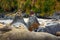 Elephant seal, Mirounga leonina, fight on the sand beach. Elephant seal with rock in the background. Ttwo big sea animal in the na