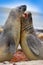 Elephant seal, Mirounga leonina, fight on the sand beach. Elephant seal with rock in the background. Two big sea animal in the nat