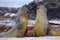 Elephant seal, Mirounga leonina, fight on the sand beach. Elephant seal with rock in the background. Two big sea animal in the nat