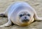 Elephant seal, new born pup or infant, big sur, california