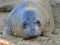 Elephant seal, new born pup or infant, big sur, california