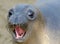 Elephant seal, new born pup or infant, big sur, california