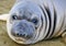 Elephant seal, new born pup or infant, big sur, california