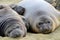 Elephant seal, new born pups or infants lying on sand looking ,