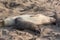 Elephant Seal Nursing