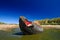 Elephant seal with open muzzle. Big sea animal with open mouth. Elephant seal lying in water pond, dark blue sky, Falkland Islands