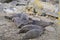 Elephant Seal pubs relaxing on Drake Beach