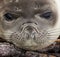 Elephant Seal Pup - Falkland Islands