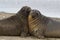 Elephant Seal Pups - Falkland Islands