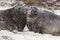 Elephant Seal Pups - Falkland Islands