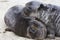 Elephant Seal Pups - Falkland Islands