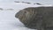 Elephant seal rest antarctic polar snow closeup