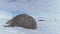 Elephant seal rest antarctica snow surface closeup