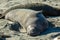 Elephant Seal Resting