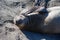 Elephant Seal Scratching