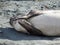 Elephant seal scratching itself