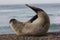 Elephant Seal show off and scratch