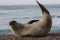 Elephant Seal showing off