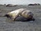 Elephant seal, South Georgia