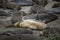 Elephant Seal Strikes Silly Pose Sleeping on Beach During Molt