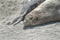 Elephant seal in the Valdes Peninsula