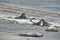 Elephant seal in the Valdes Peninsula