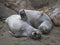 Elephant Seal Yawns and Stretches on California Sandy Beach