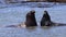 Elephant Seals at Ano Nuevo California