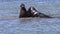 Elephant Seals at Ano Nuevo California